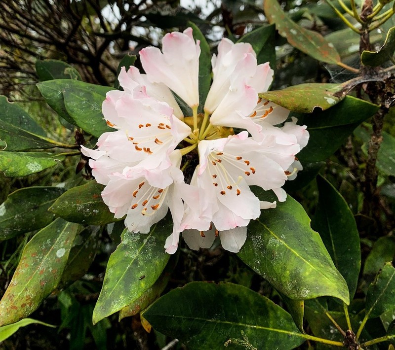 Rhododendron wrayi photo 4