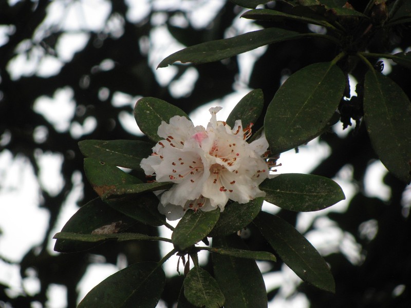 Rhododendron wrayi photo 5