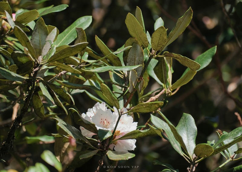 Rhododendron wrayi photo 6