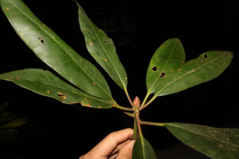 Rhododendron wrayi photo 7