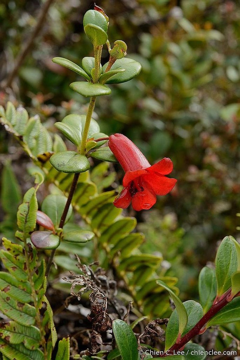Rhododendron wrightianum