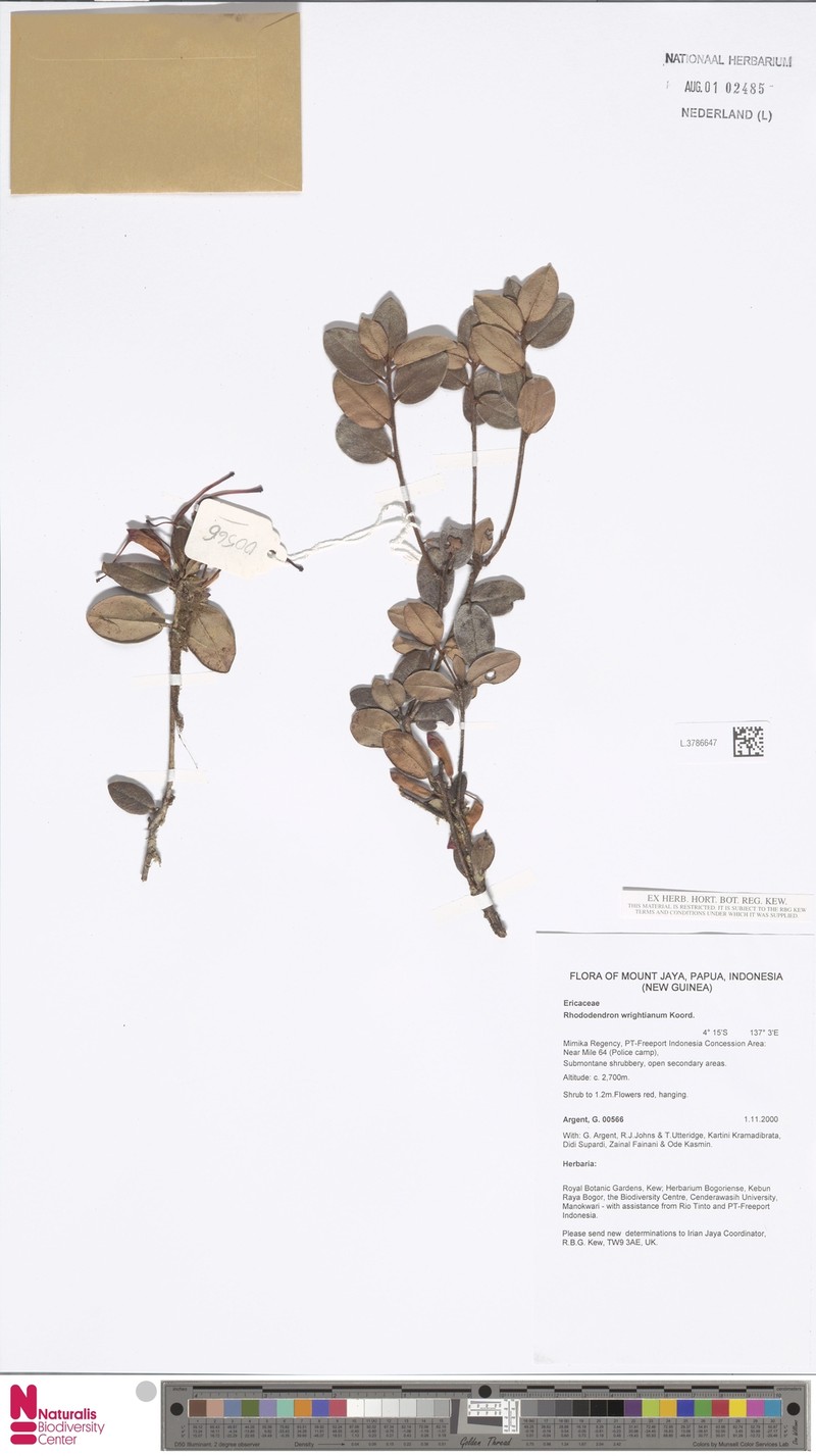 Rhododendron wrightianum photo 2