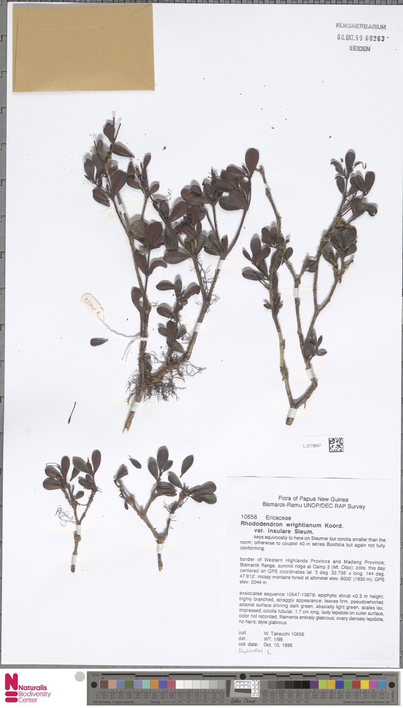 Rhododendron wrightianum photo 3