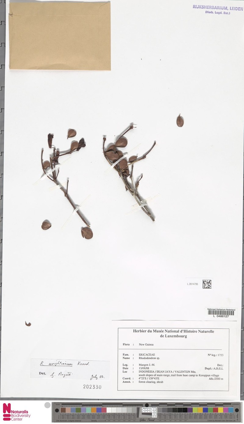 Rhododendron wrightianum photo 4