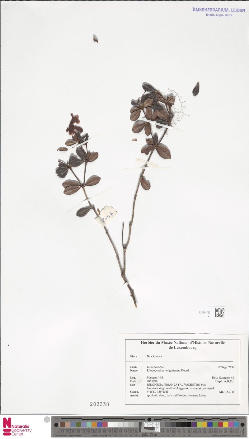 Rhododendron wrightianum photo 5