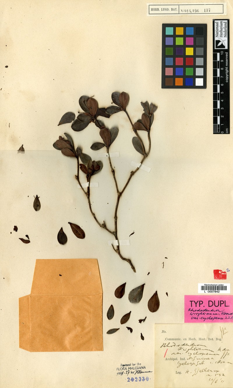 Rhododendron wrightianum var. cyclopense
