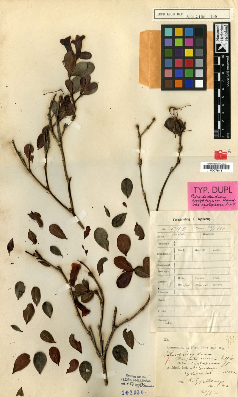 Rhododendron wrightianum var. cyclopense photo 2