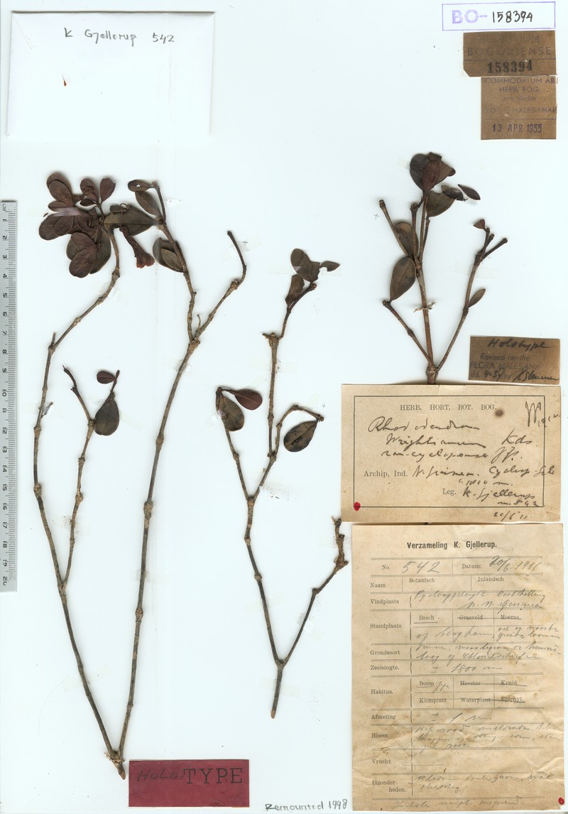 Rhododendron wrightianum var. cyclopense photo 3
