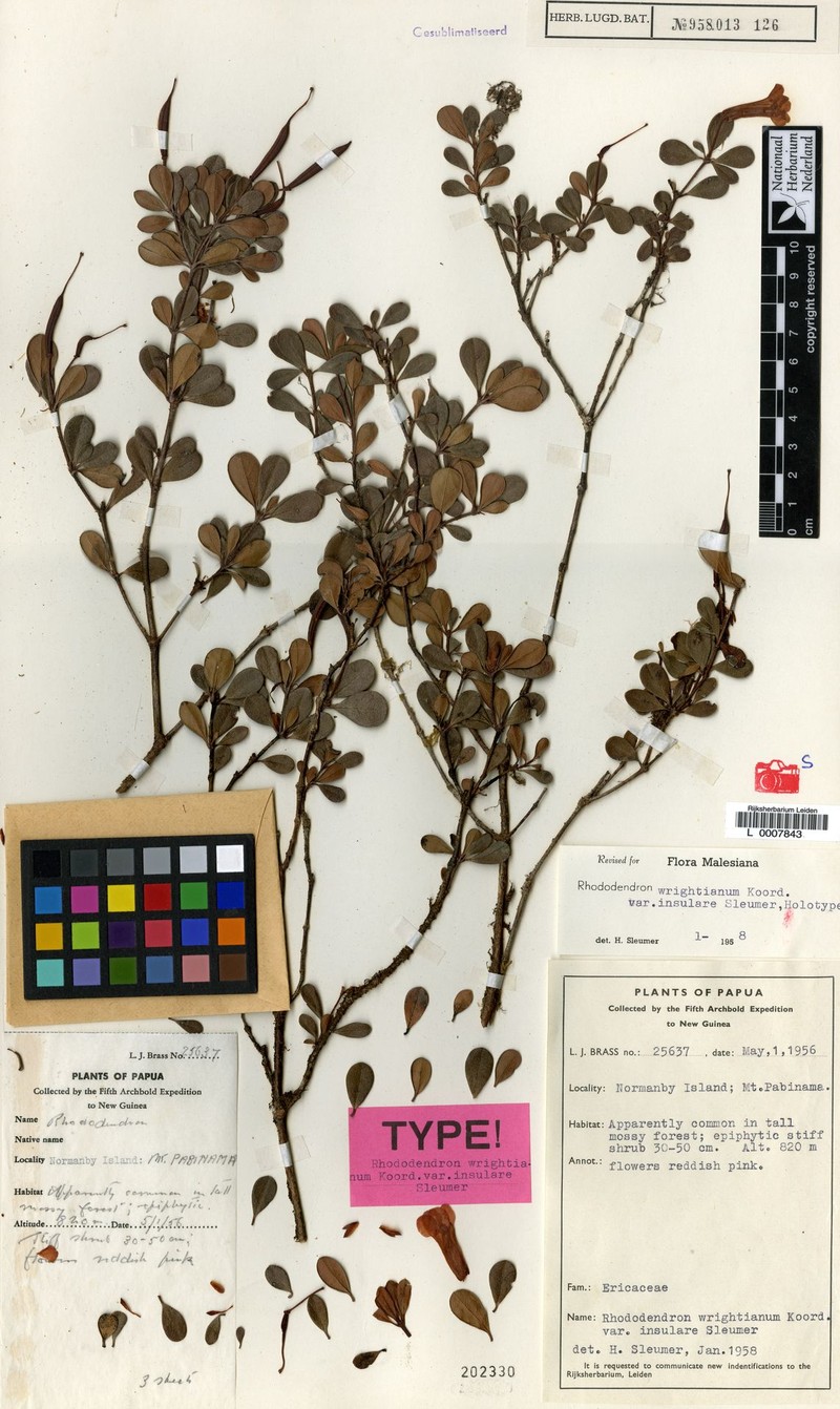 Rhododendron wrightianum var. insulare photo 2