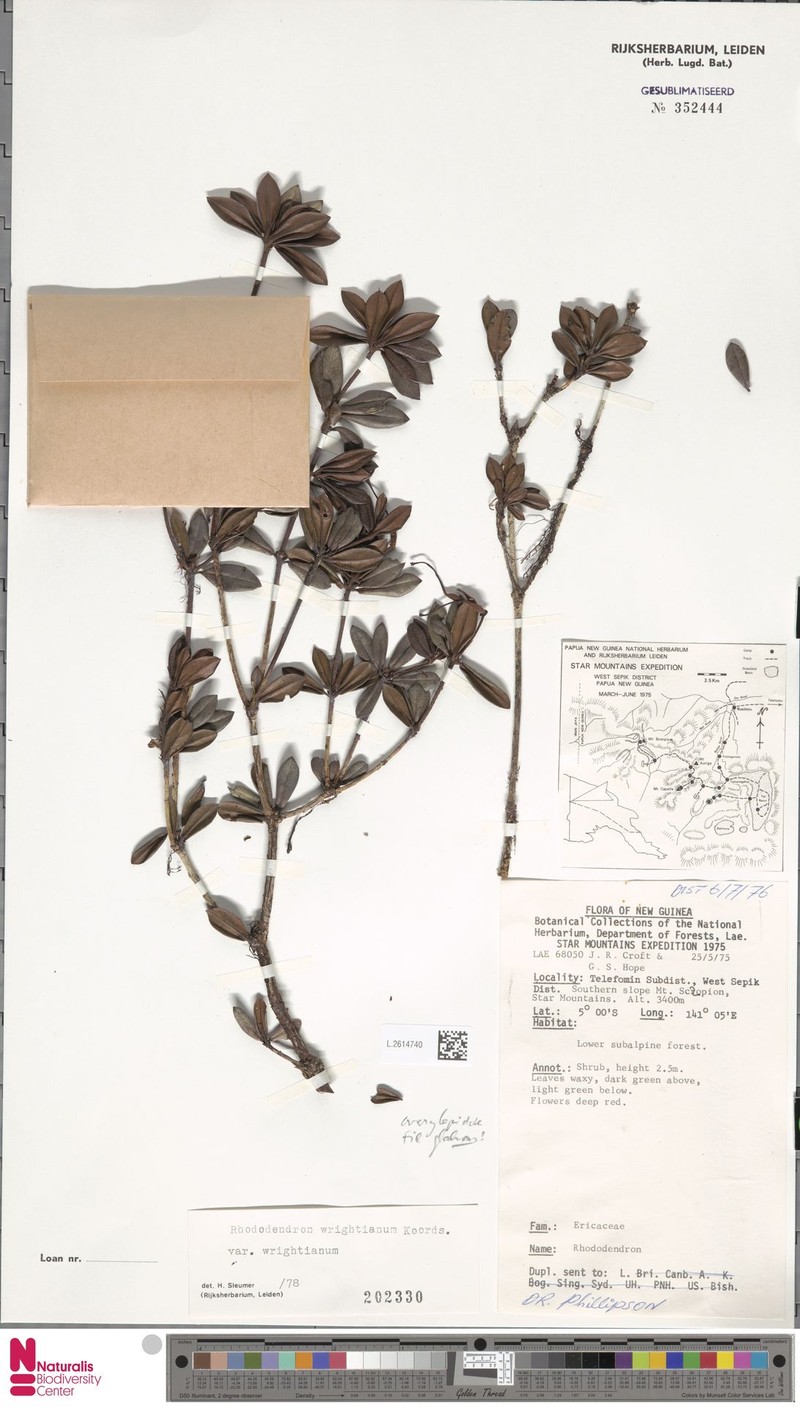 Rhododendron wrightianum var. wrightianum