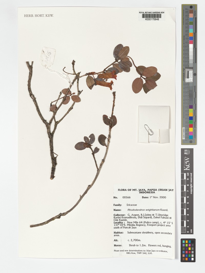 Rhododendron wrightianum var. wrightianum photo 2