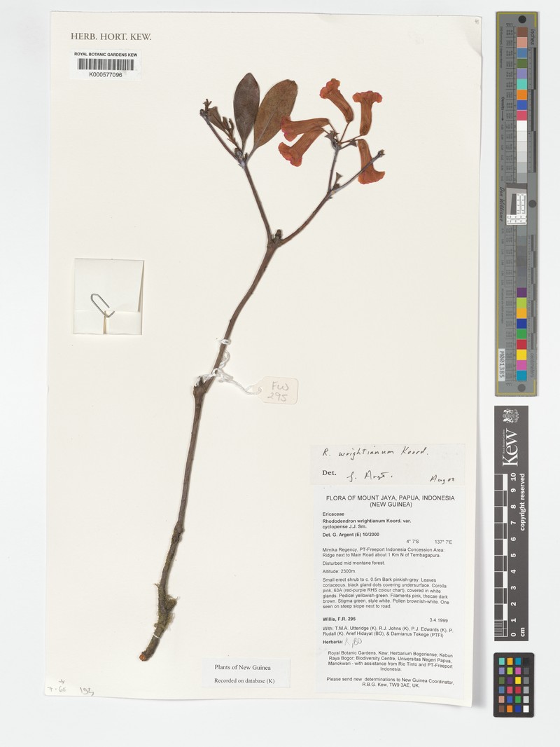 Rhododendron wrightianum var. wrightianum photo 3