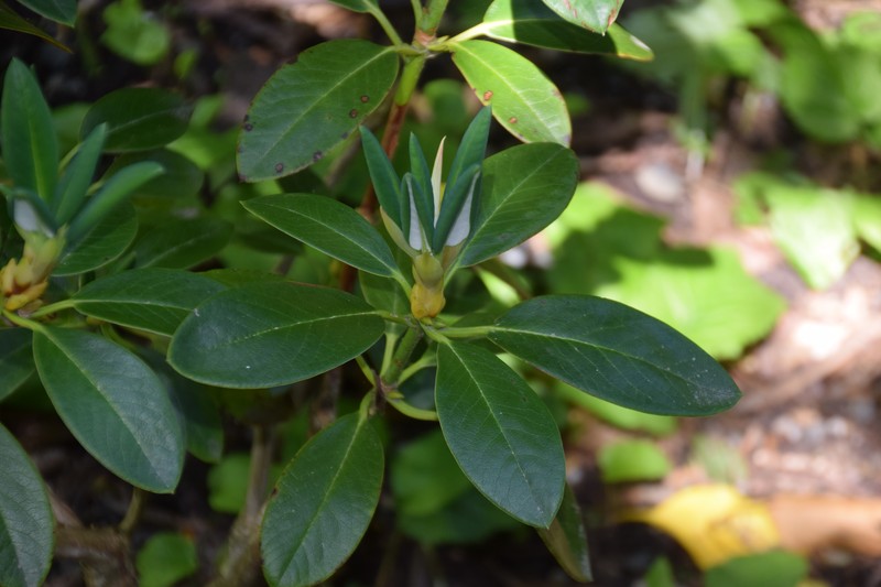 Rhododendron wumingense