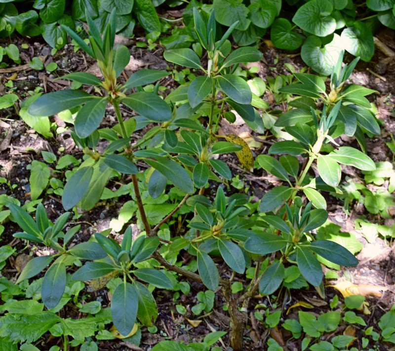 Rhododendron wumingense photo 2