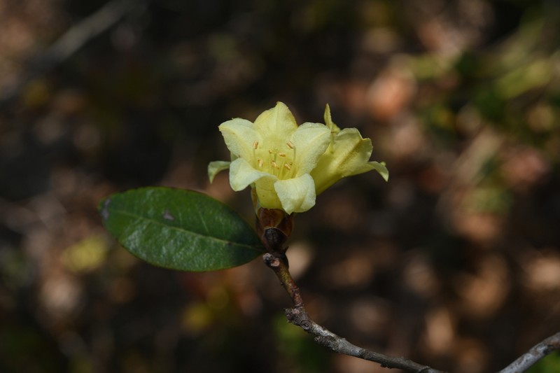 Rhododendron xanthostephanum