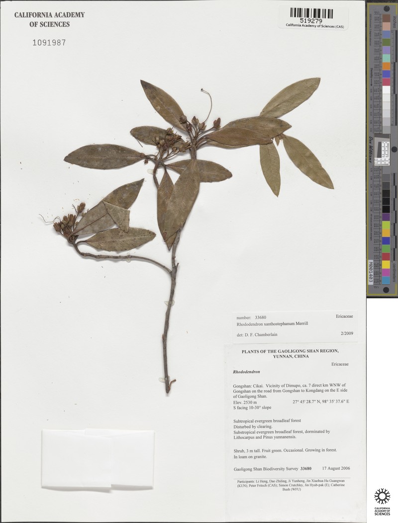 Rhododendron xanthostephanum photo 2
