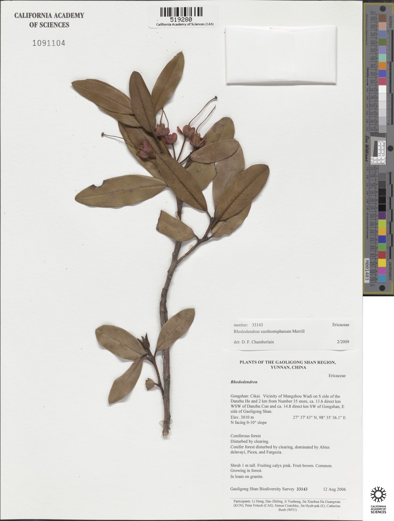 Rhododendron xanthostephanum photo 3