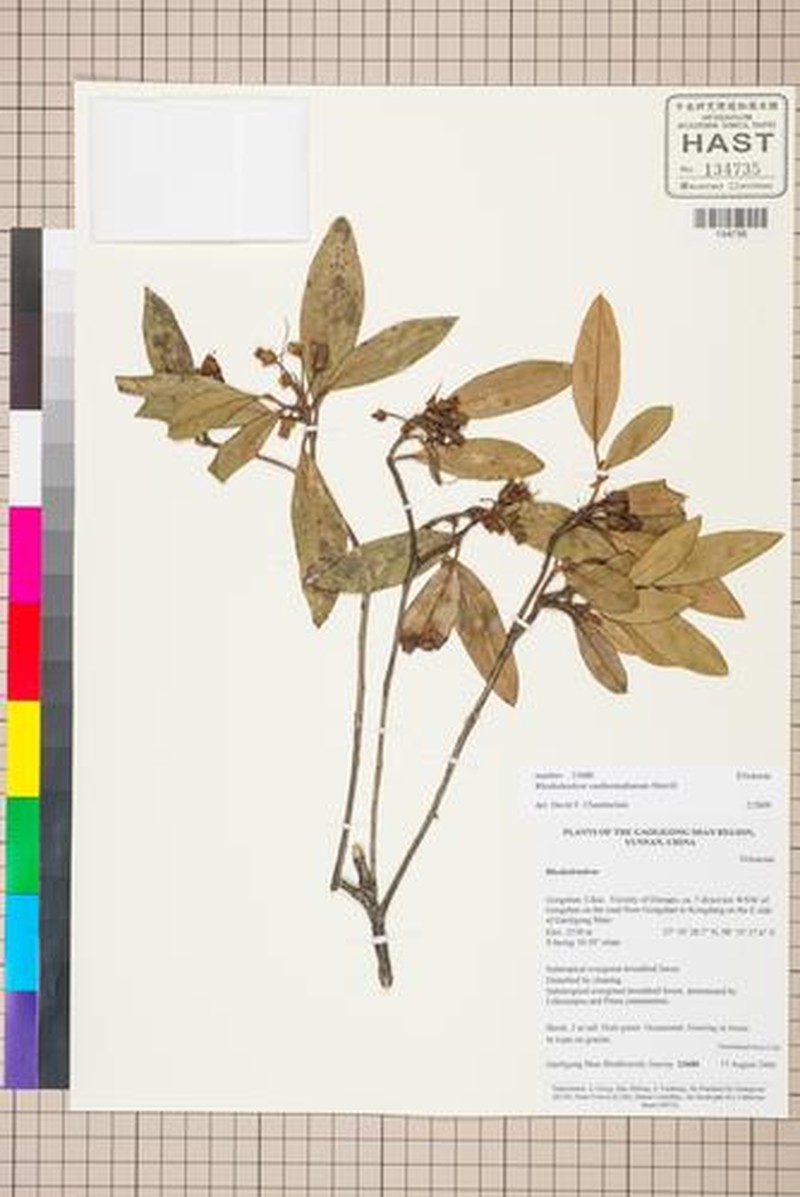 Rhododendron xanthostephanum photo 4