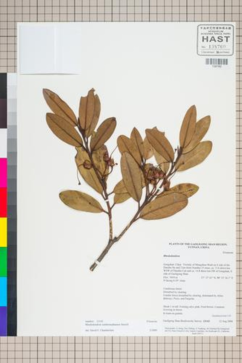Rhododendron xanthostephanum photo 5