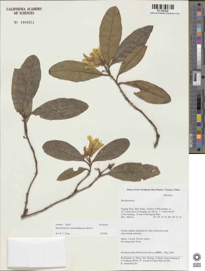 Rhododendron xanthostephanum photo 6