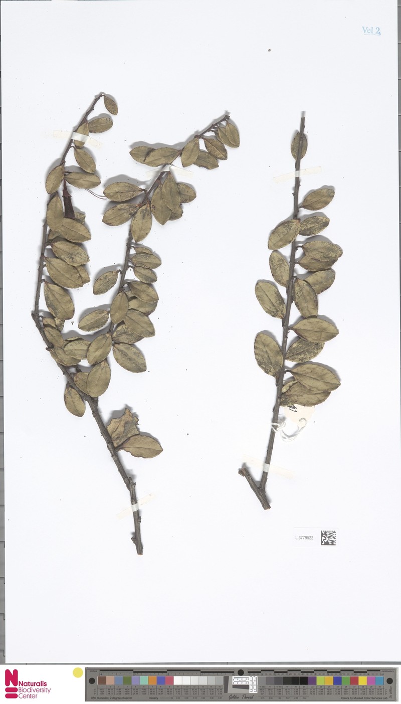 Rhododendron xenium