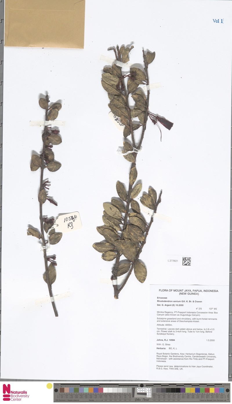 Rhododendron xenium photo 2