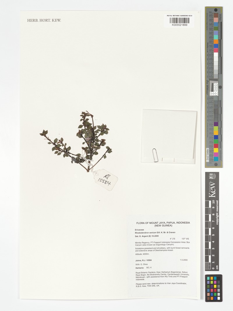 Rhododendron xenium photo 5
