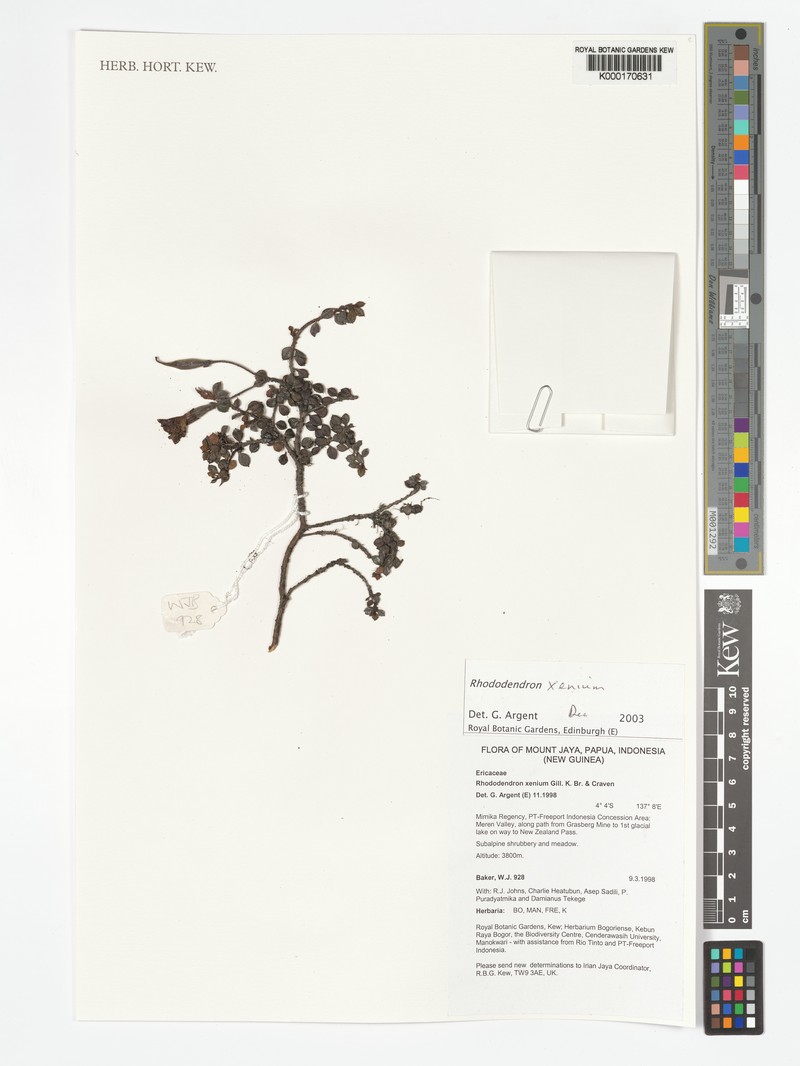 Rhododendron xenium photo 8