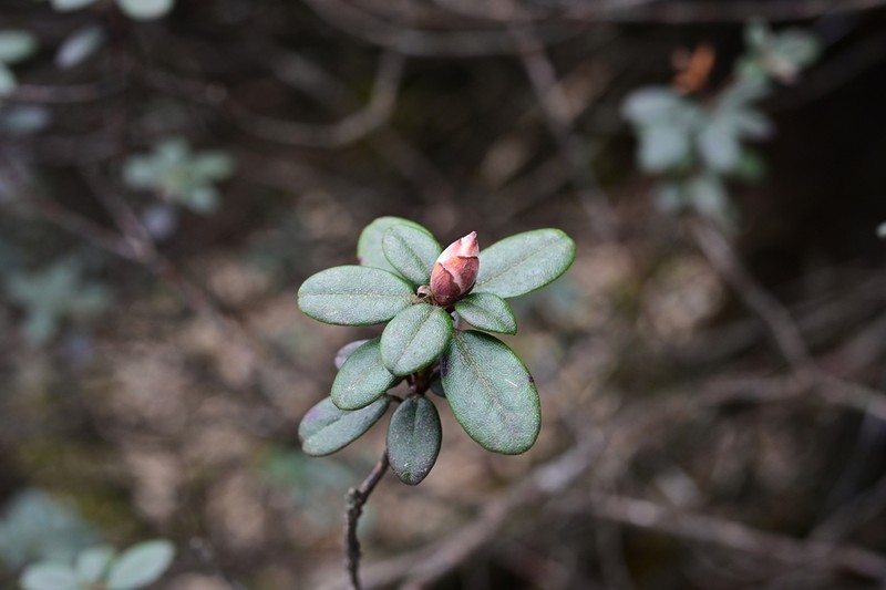 Rhododendron xichangense