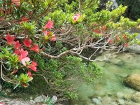Rhododendron yakuinsulare