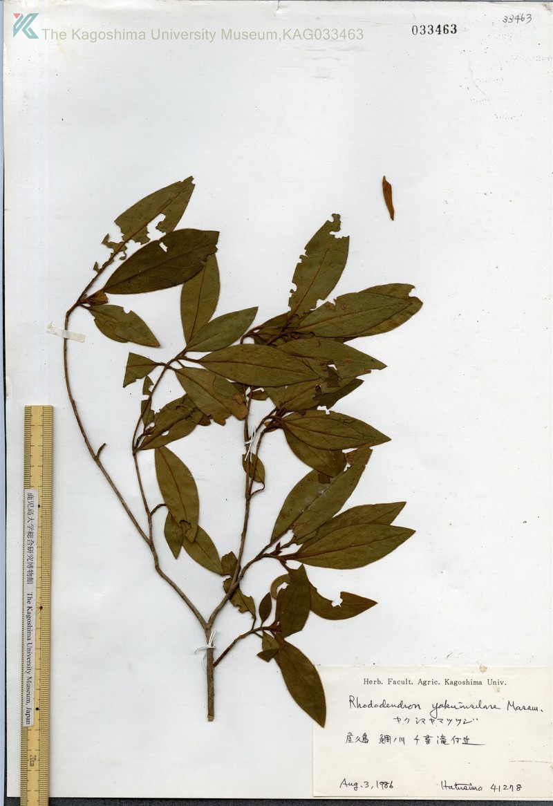 Rhododendron yakuinsulare photo 3