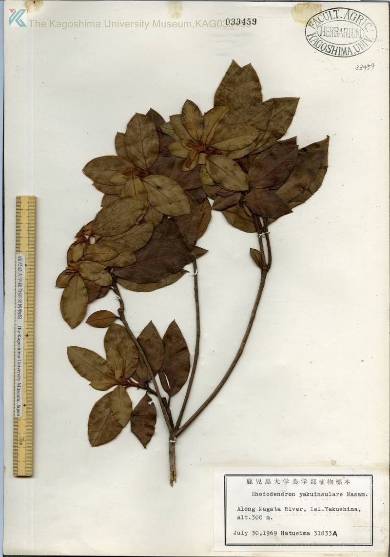 Rhododendron yakuinsulare photo 4