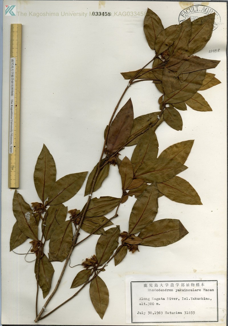 Rhododendron yakuinsulare photo 5