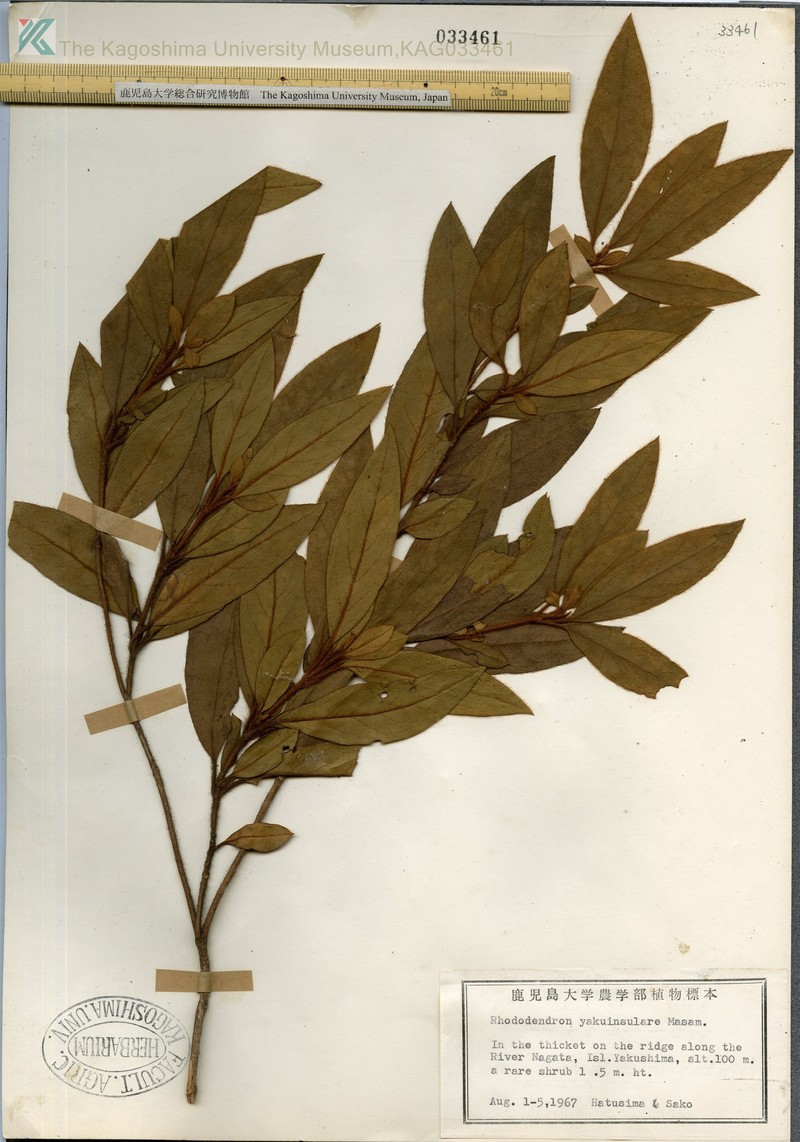 Rhododendron yakuinsulare photo 7