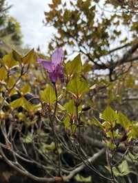 Rhododendron yakumontanum
