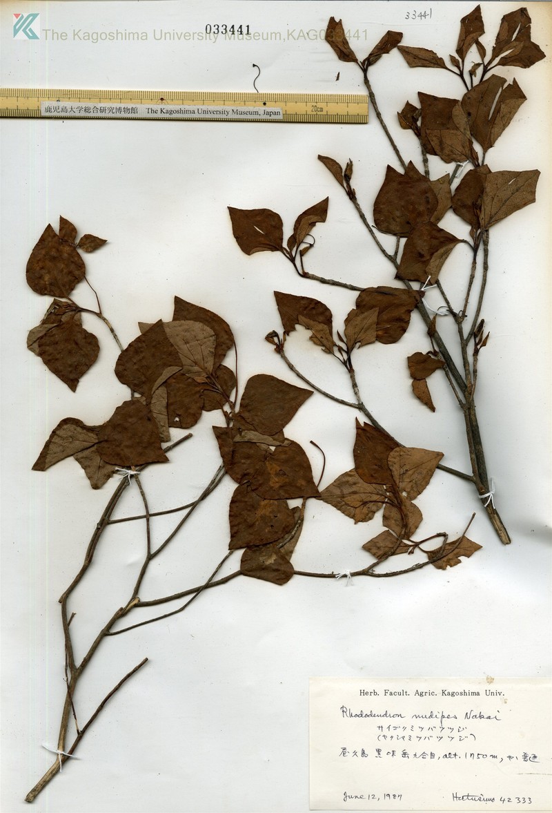 Rhododendron yakumontanum photo 4