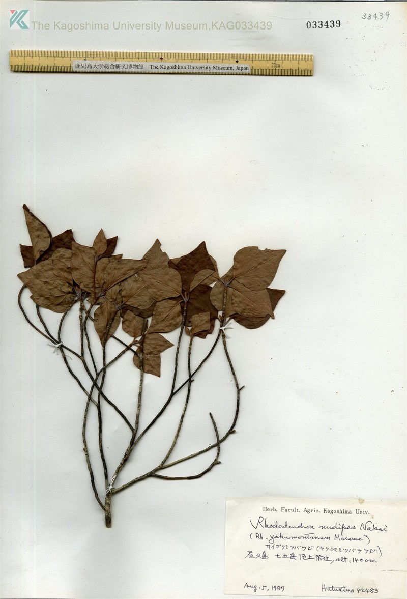 Rhododendron yakumontanum photo 5