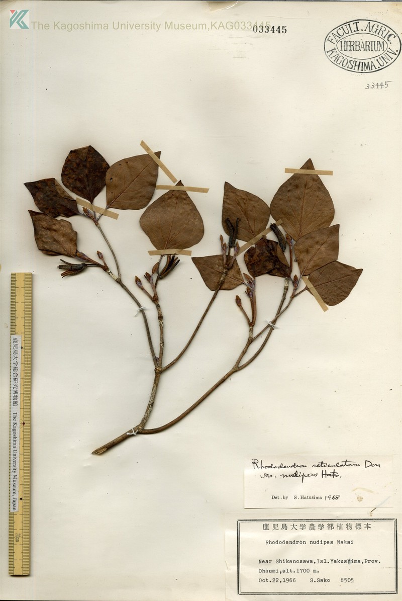 Rhododendron yakumontanum photo 6