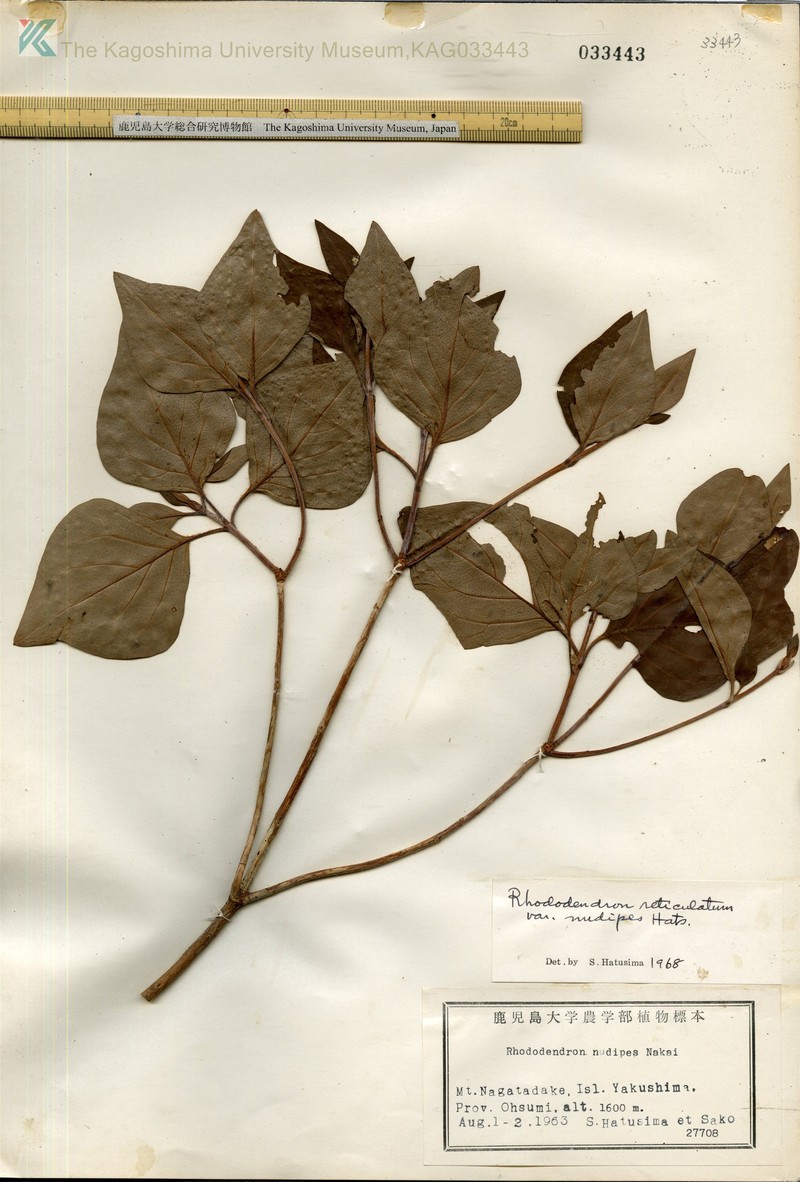 Rhododendron yakumontanum photo 7
