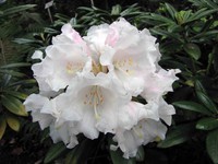 Rhododendron yakushimanum