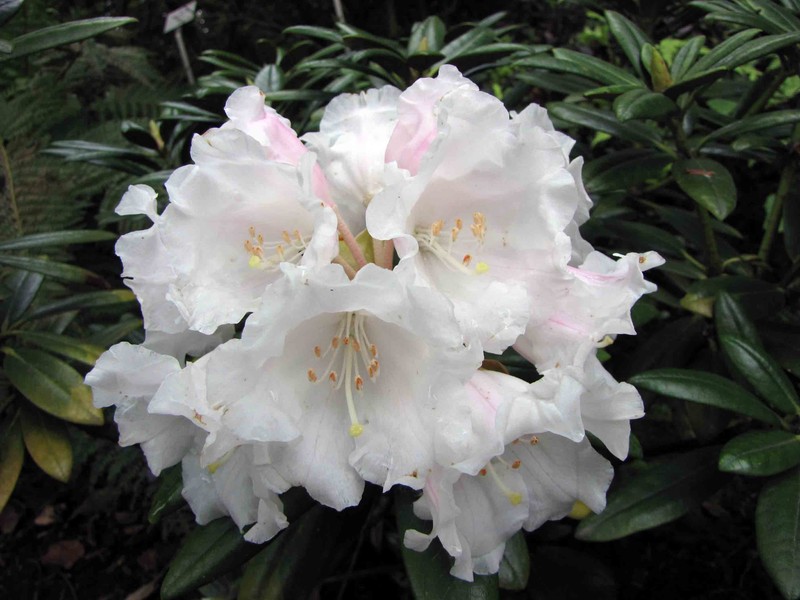 Rhododendron yakushimanum
