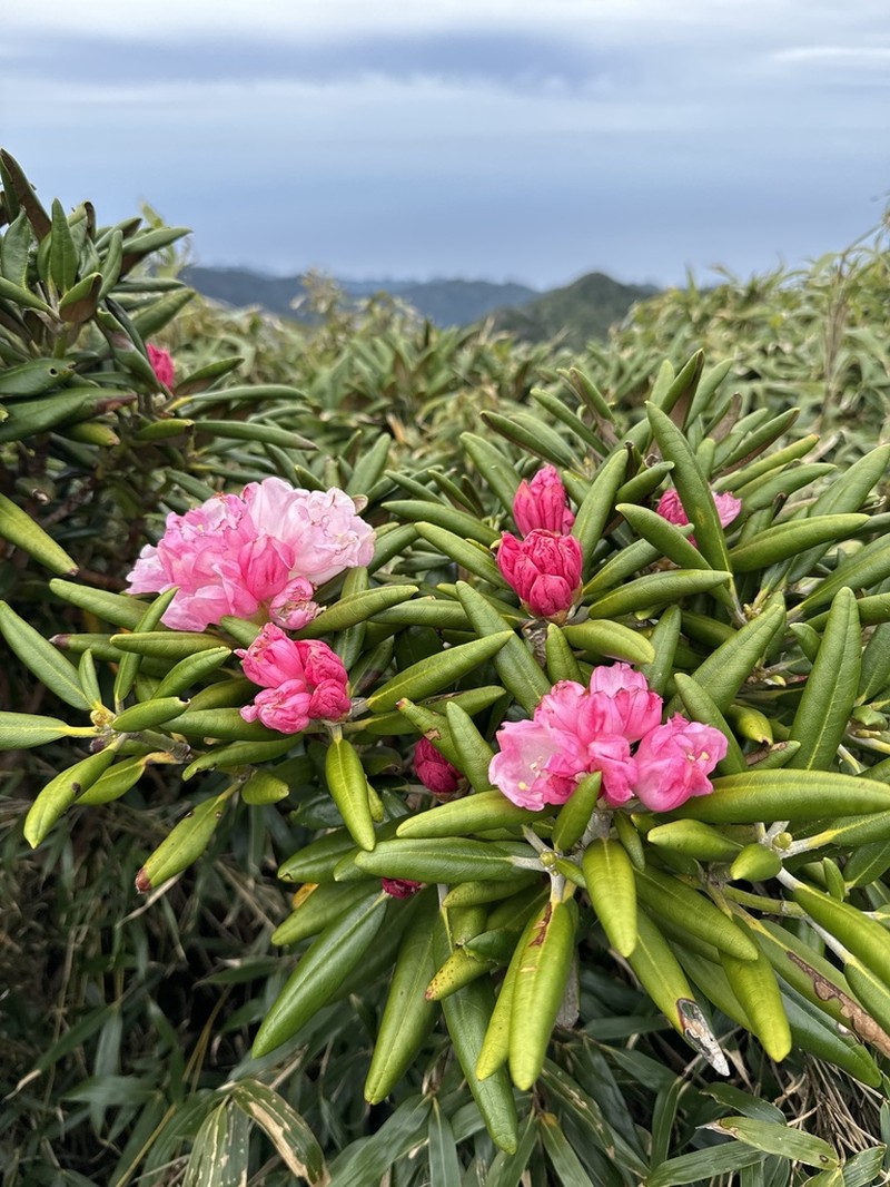 Rhododendron yakushimanum photo 2