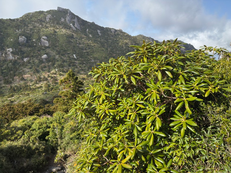 Rhododendron yakushimanum photo 3