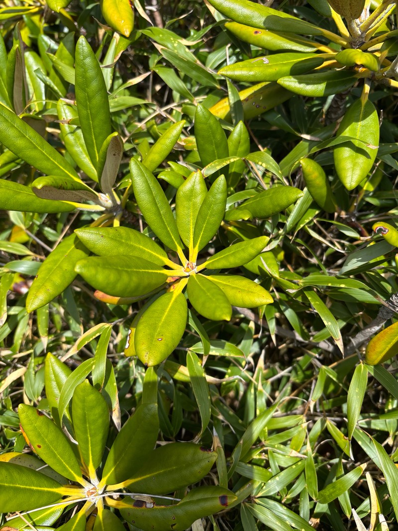 Rhododendron yakushimanum photo 4