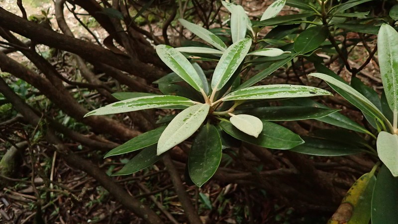 Rhododendron yakushimanum photo 6