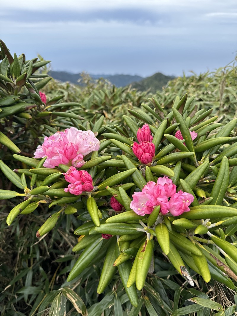 Rhododendron yakushimanum photo 8