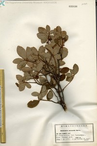 Rhododendron yakushimense