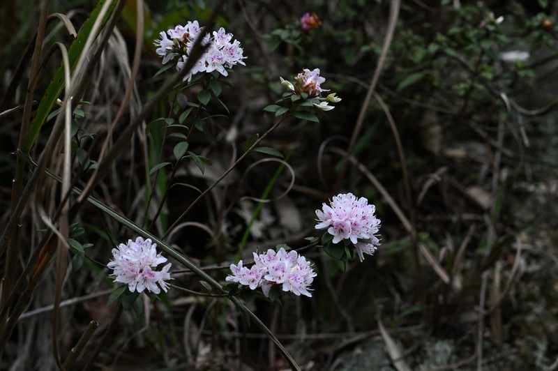 Rhododendron yangmingshanense