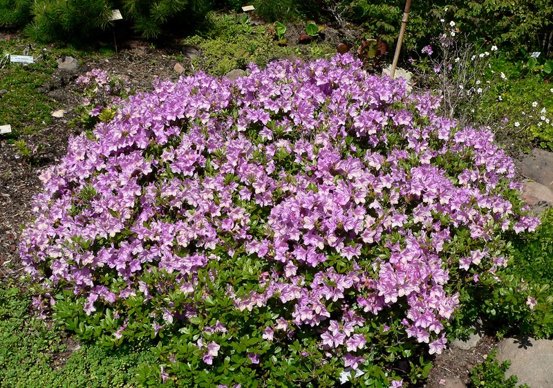 Rhododendron yedoense