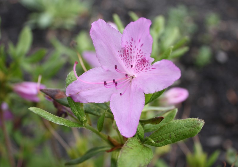 Rhododendron yedoense photo 2